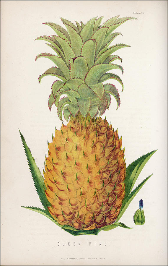 Queen Drawing - A Queen Pineapple          Date 1871 by Mary Evans Picture Library