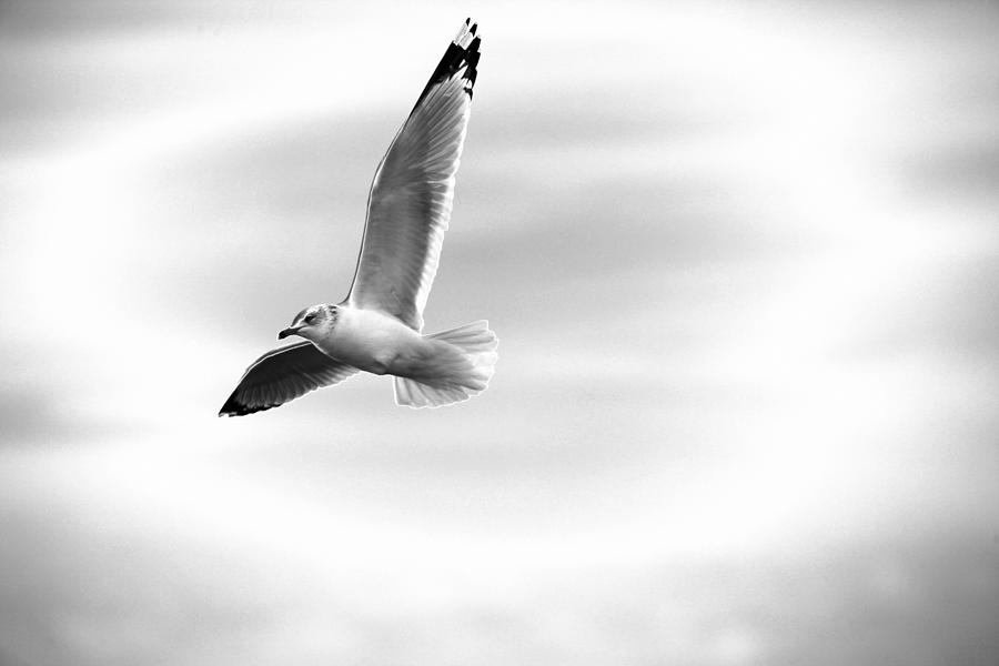 Seagull Photograph - A Quiet Flight by Karol Livote