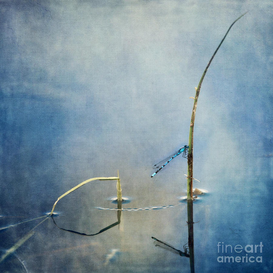 A Quiet Moment Photograph by Priska Wettstein A Quiet Moment Photograph by Priska Wettstein