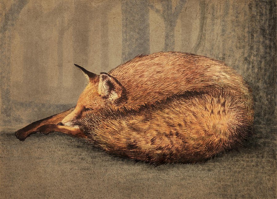 Fox Drawing - A Quiet Place by Eric Fan Fox Drawing - A Quiet Place by Eric Fan