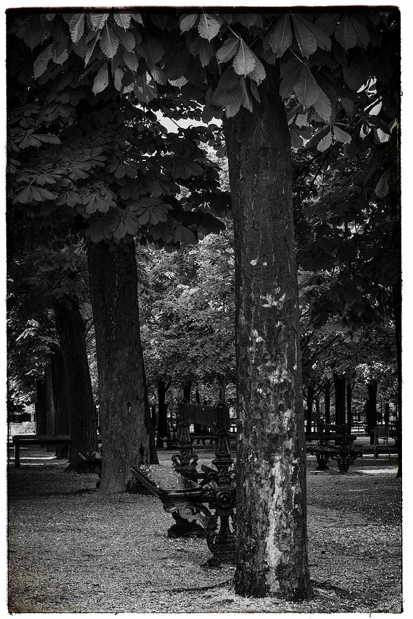 A Quiet Spot - Bench and Trees in Paris Photograph by Georgia Clare