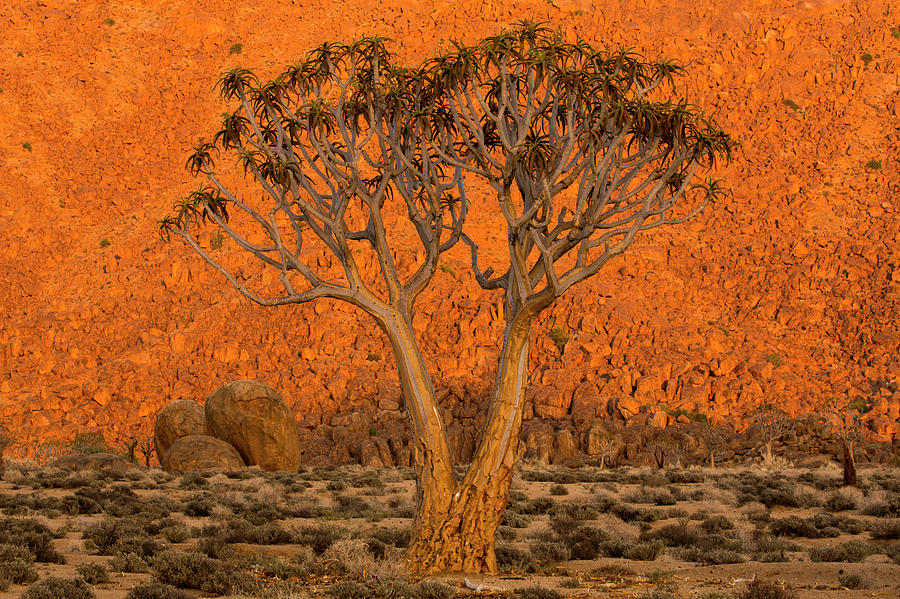 A Quiver Tree, Or Kokerboom,  Aloe Photograph by Robert Postma