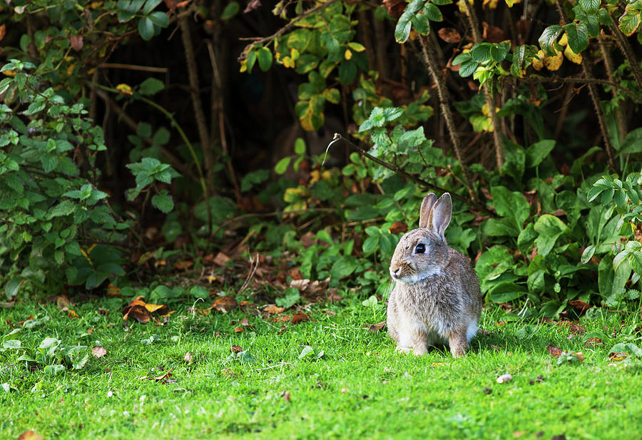A Rabbit On The Grass Photograph by John Short / Design Pics