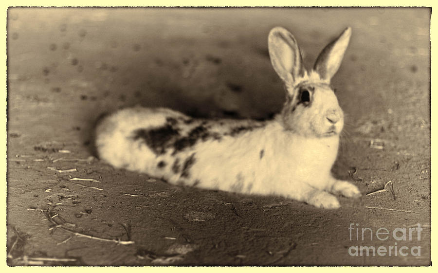 A Rabit Photograph by Afli Sam - Fine Art America