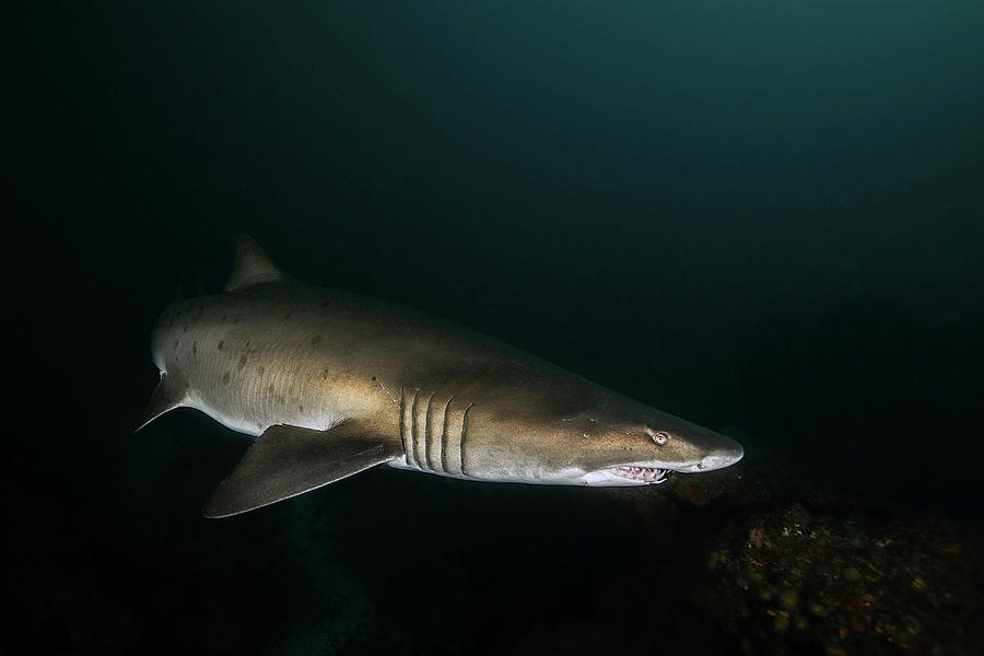 A Ragged-tooth Shark Hunting For Food Photograph by Alessandro Cere ...