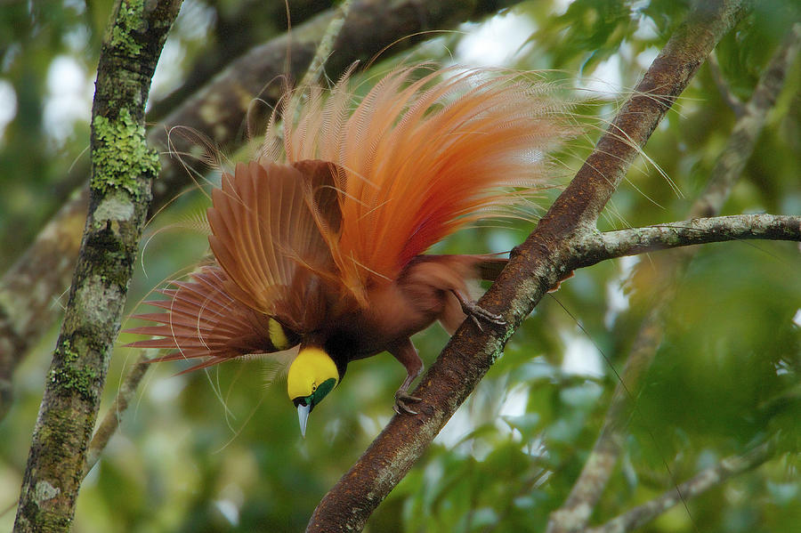 A Raggiana Bird Of Paradise Performs Photograph by Tim Laman