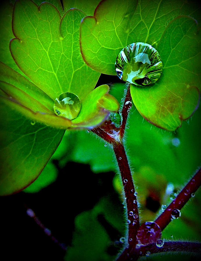 A Rain Drop Photograph by Nick Kloepping