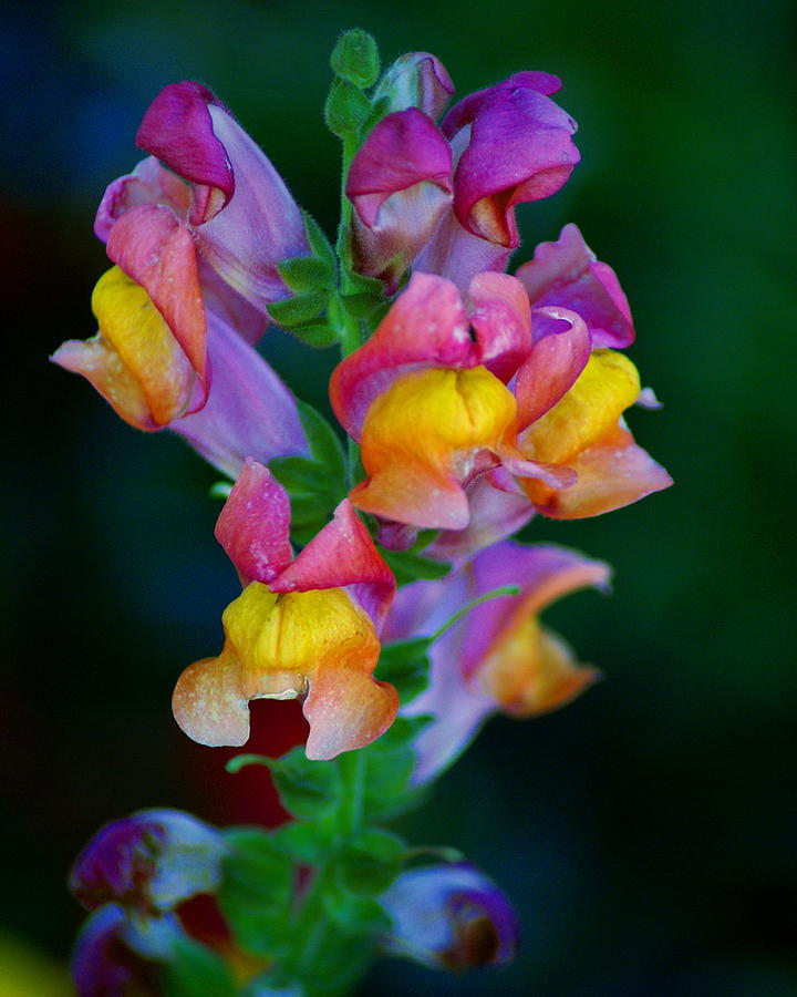 A Rainbow Flower Photograph by Ben Upham III