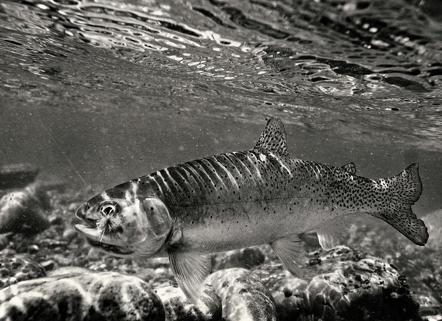 A Rainbow Trout In Black And White Photograph by Ryan Heffernan - Fine ...