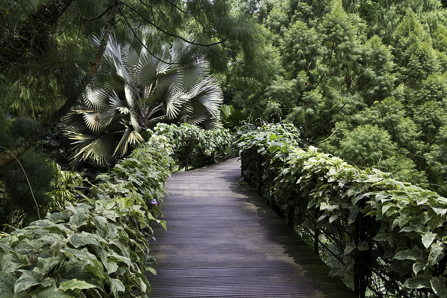 A raised walking path inside the National Orchid Garden in Singapore Photograph by Ashish Agarwal