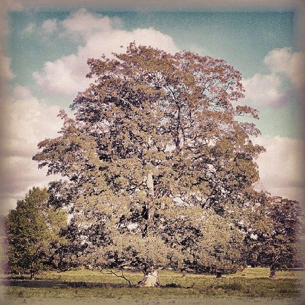 Summer Photograph - A Random #tree. .. #latergram by Linandara Linandara