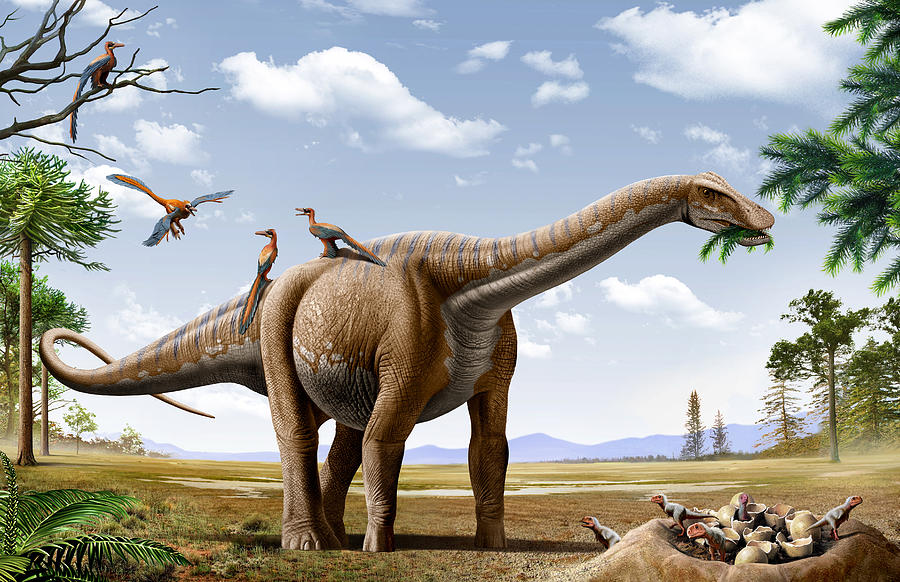 A Rapetosaurus is feeding from conifers leaf, with some Rahonavis on its back and newborn Majungasaurus babies in their nest. Drawing by Mohamad Haghani/Stocktrek Images