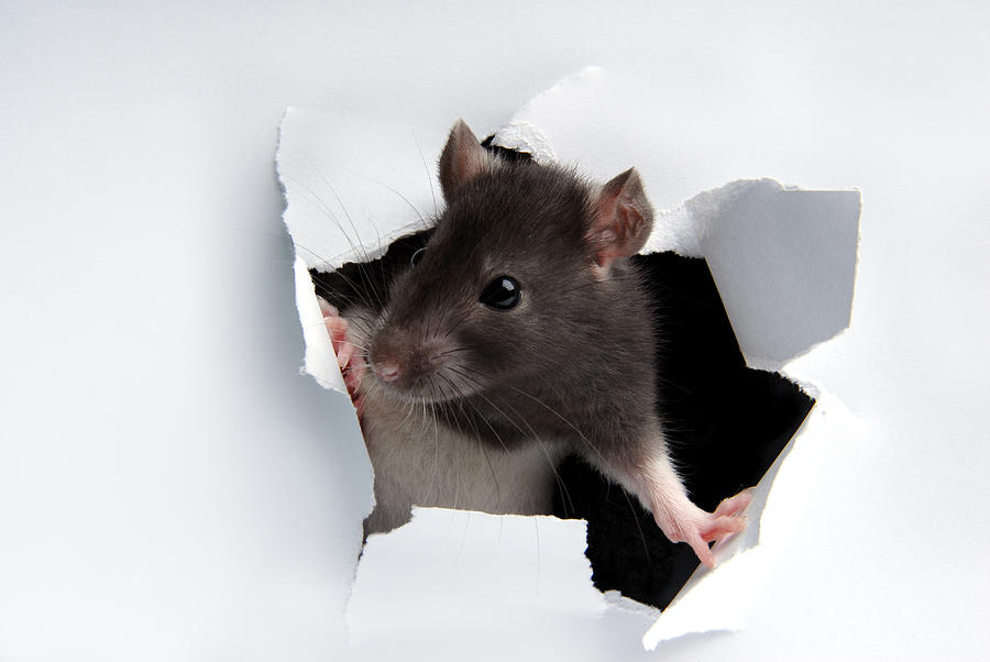 A rat poking its head through the wall Photograph by FalconScallagrim