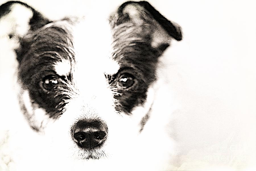 Dog Photograph - A Rat Terrier ... Mix by Audreen Gieger