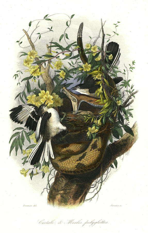 A Rattle Snake (or Pit-viper) Climbs Drawing by Mary Evans Picture Library  - Fine Art America