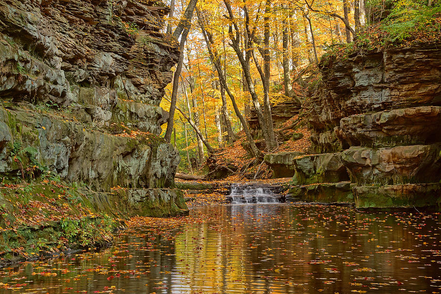 A Ravine Full of Color Photograph by Leda Robertson