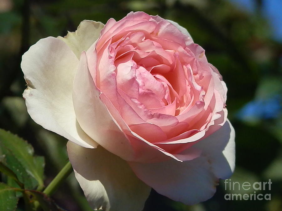 a-real-rose-photograph-by-diane-dimarco-fine-art-america