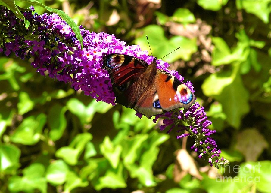 A Red Admiral On A Purple Budlier Photograph