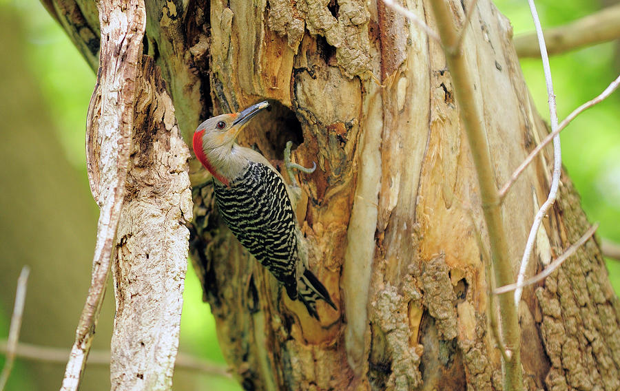 Nature Photograph - A Red-bellied Woodpecker Brings Food To by Chuck Eckert