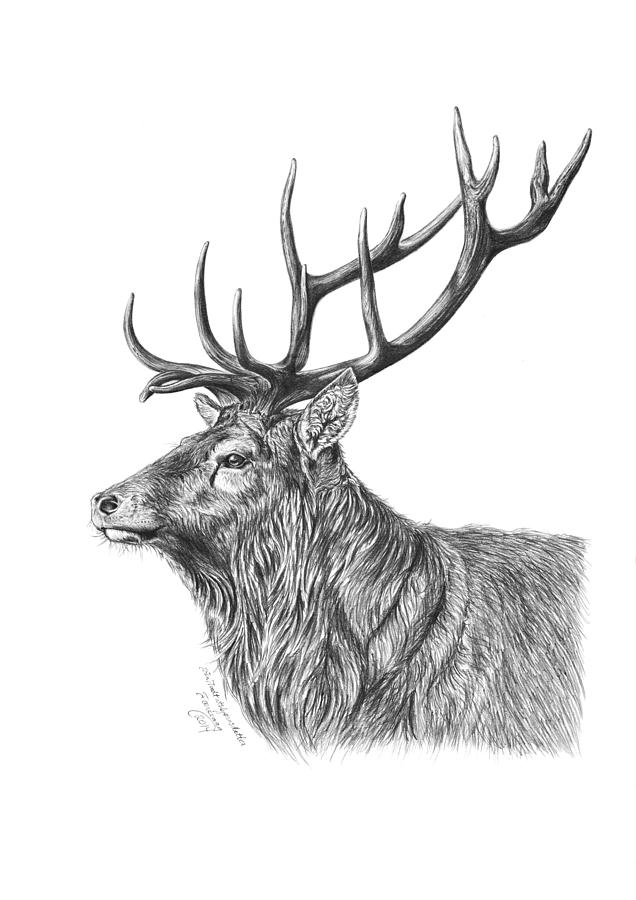 Wildlife Drawing - A Red Deer Buck by Iren Faerevaag