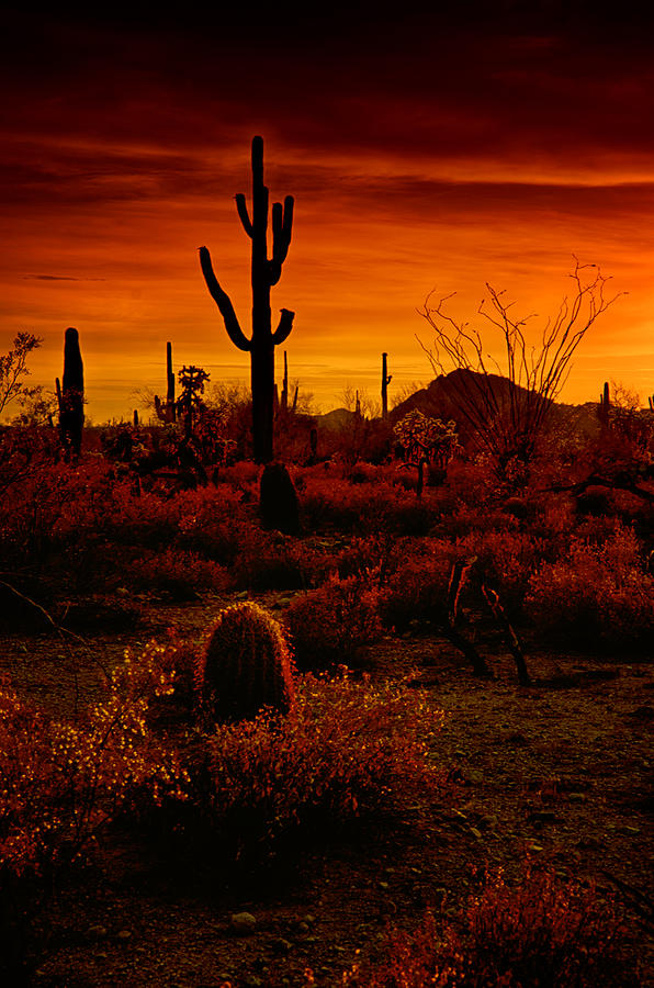 A Red Desert  Photograph by Saija Lehtonen