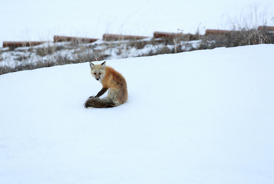 A Red Fox In The Snow In Breckenridge Photograph by Virginia Star