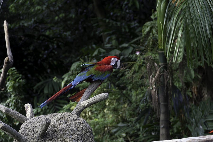 Macaw Photograph - A red green and blue Macaw on a branch in the Jurong Bird Park by Ashish Agarwal