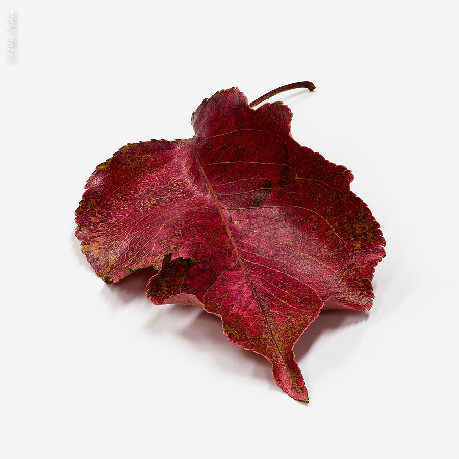 A Red Leaf Photograph by Alexander Fedin