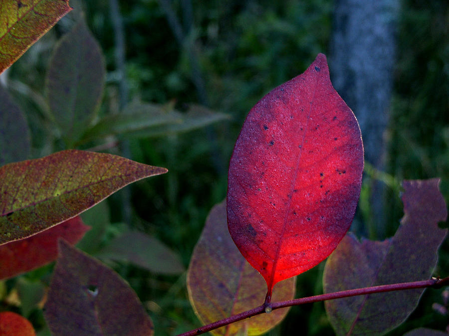A Red Leaf Photograph by Thomas Michael Conner