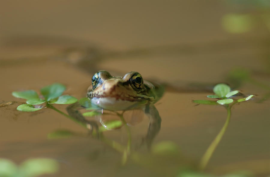 frog swimming float