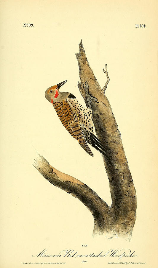 Woodpecker Painting - A Red Moustached Woodpecker by Philip Ralley