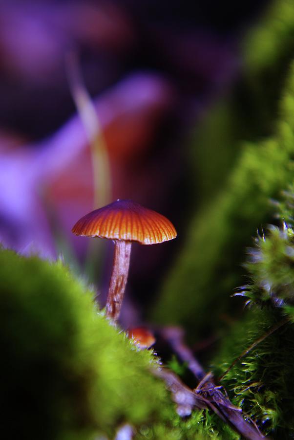 Fungi Photograph - A Red Mushroom  by Jeff Swan