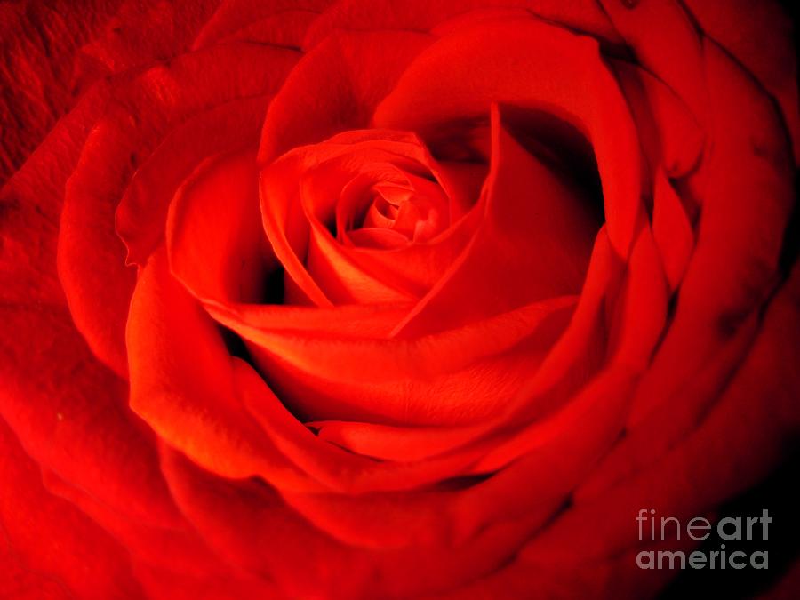 A Red Rose Photograph by Joan-Violet Stretch