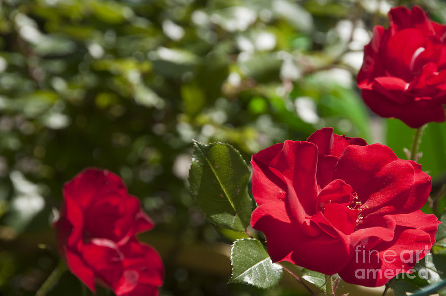 A Red Rose Photograph by Leonardo Fanini