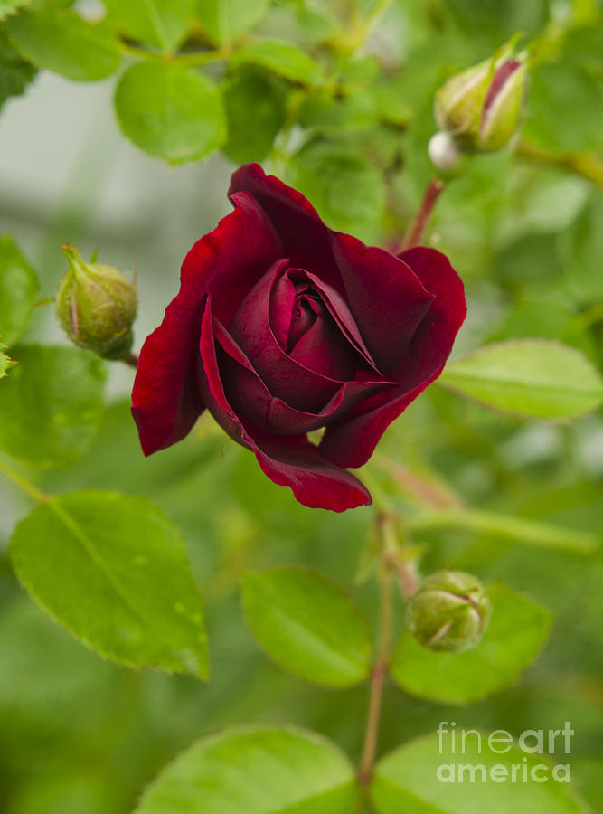A Red Rose Slowly Unfurling Photograph by Deborah Smolinske