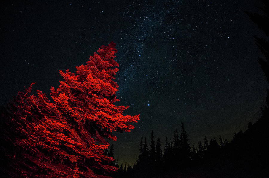 A Red Tree With Starry Sky Photograph by Brian Xavier Photography