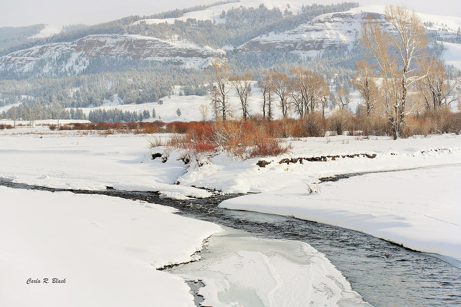 A Red Willow Valley Photograph by Carla Black | Fine Art America