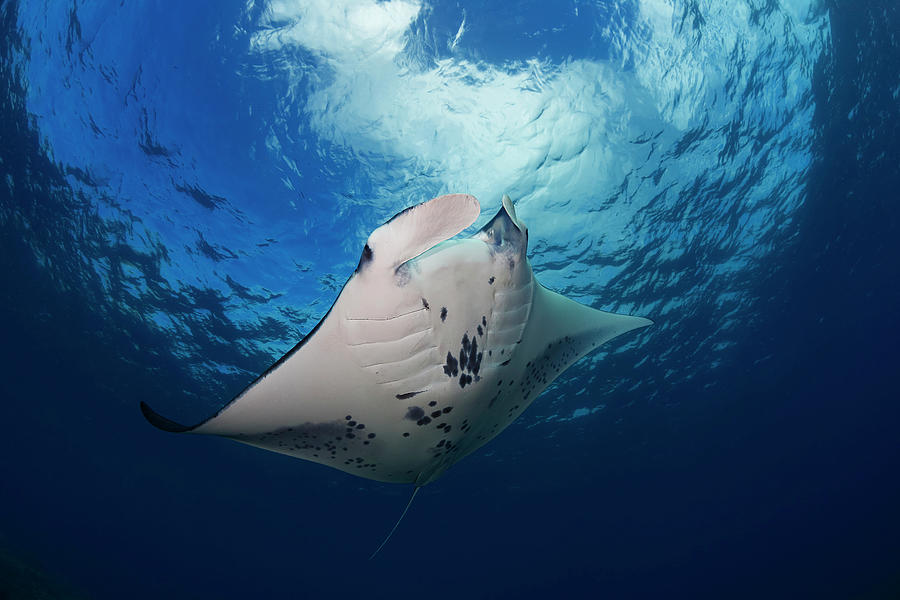 A Reef Manta Ray Manta Alfredi Photograph By Dave Fleetham