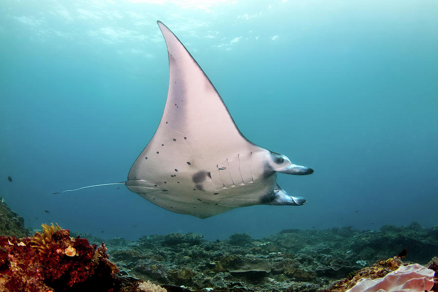 A Reef Manta Ray, Nusa Penida Photograph by Alessandro Cere