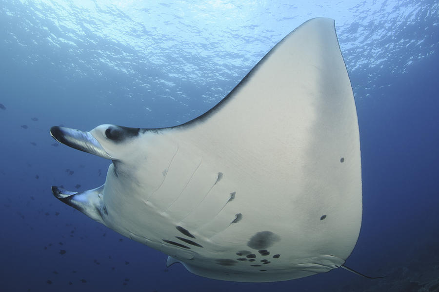 A Reef Manta Ray Swimming In Komodo Photograph By Steve Jones