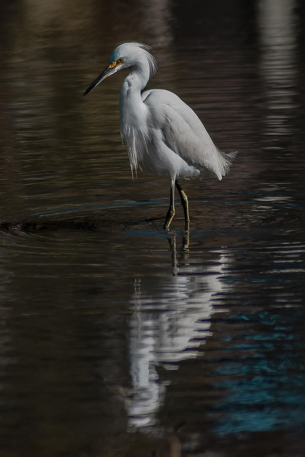 Heron Photograph - A  Reflection by Charles Moore
