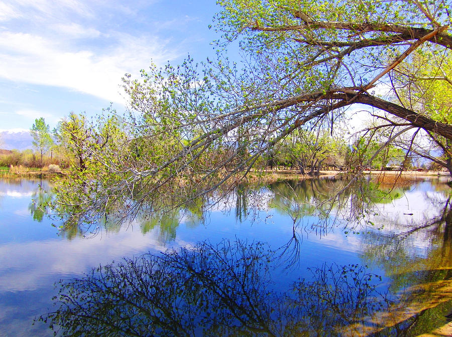 A Reflective Spring Photograph by Marilyn Diaz