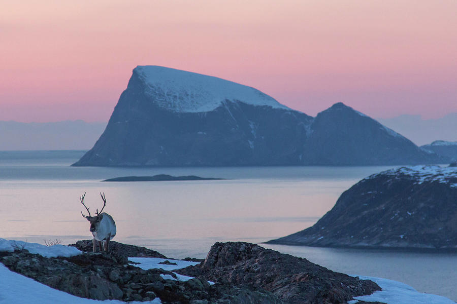 A Reindeer In Arctic Norway Photograph by Photo By Hanneke Luijting