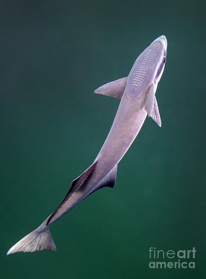 A Remora Fish Swimming Up Looking Photograph