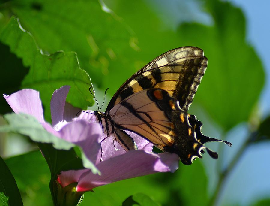 Butterfly Photograph - A rest before flying by Mary Zeman