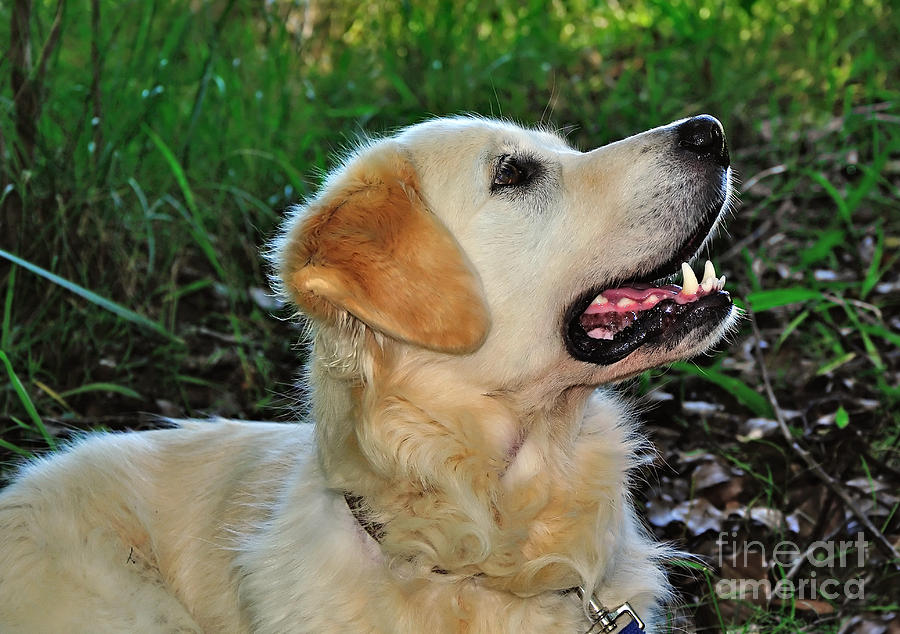 Dog Photograph - A Retrievers Loving Glance by Kaye Menner