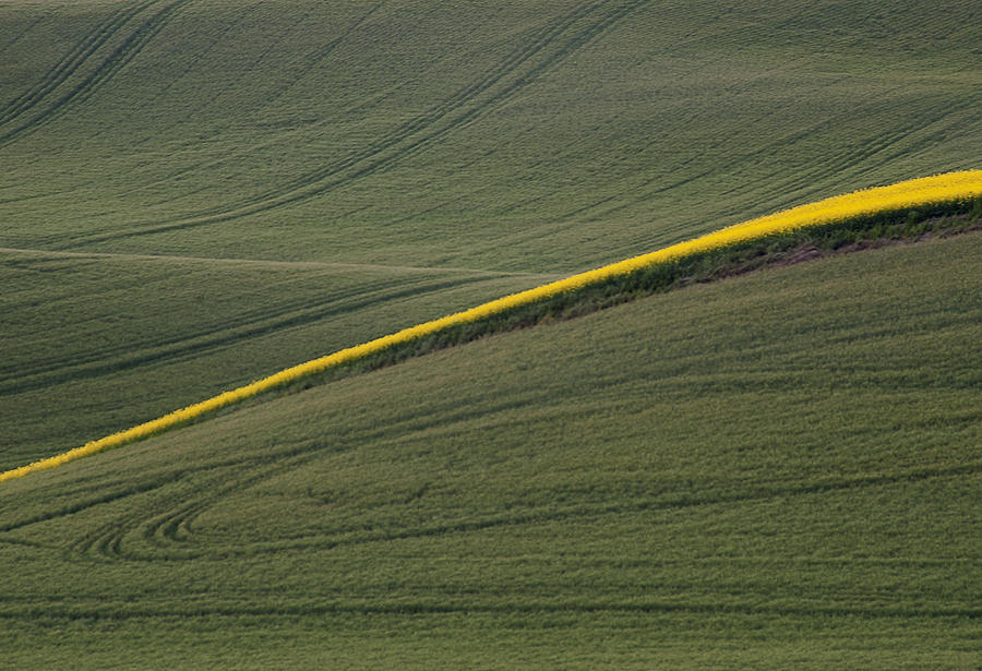 a Ribbon of Canola Photograph by Doug Davidson