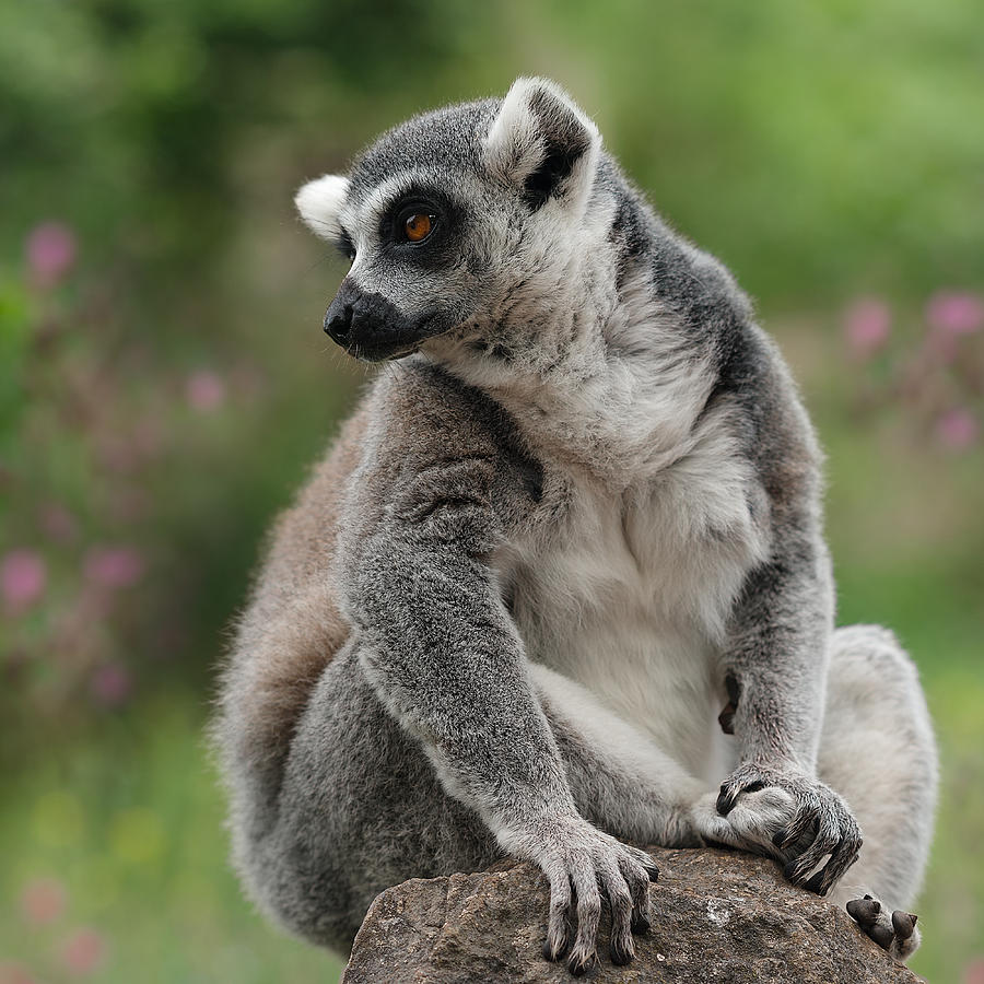 A Ring Tailed Lemur Photograph