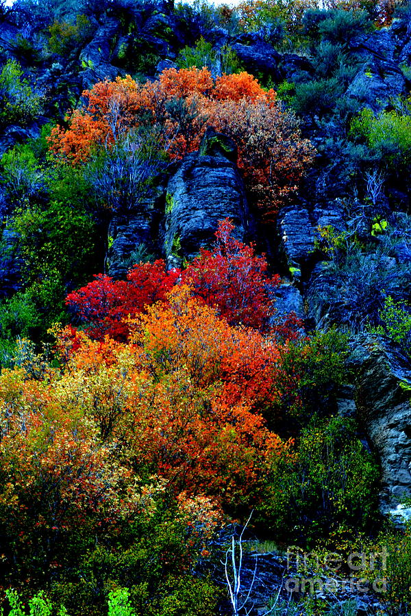A Riot of Color by Dorrene BrownButterfield A Riot of Color by Dorrene BrownButterfield