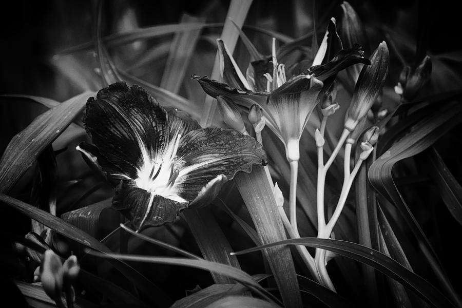 Flower Photograph - A Riot of No Color by Belinda Greb
